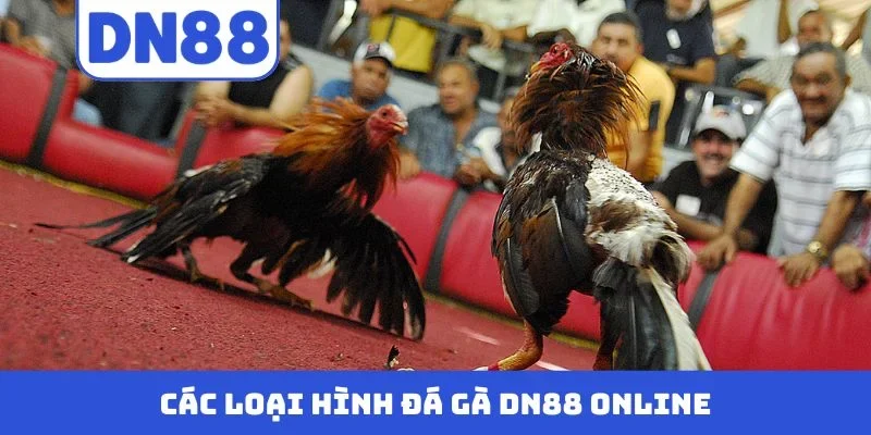 Các loại hình đá gà DN88 online